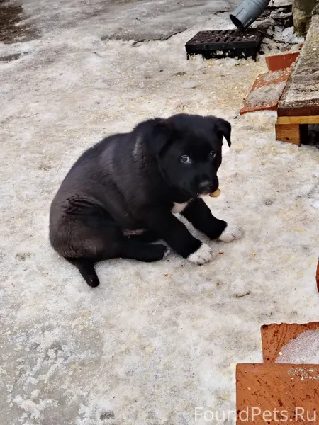 Пропал щенок!!! Территориально...