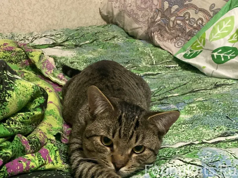 Пропал кот ,на Ломоносова 3А М...