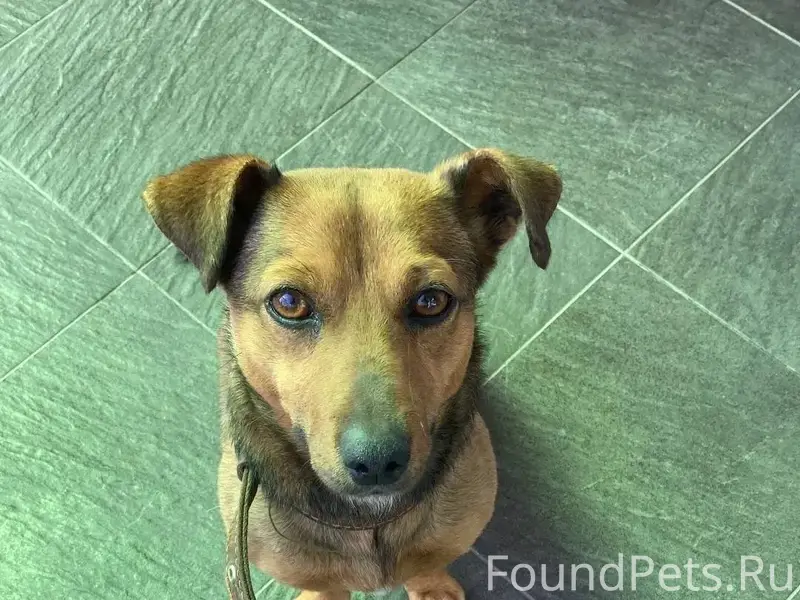 Здравствуйте, пропала собака, ...