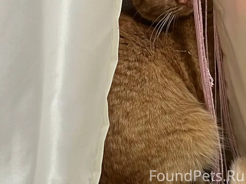 Пропал кот в районе Лесного по...