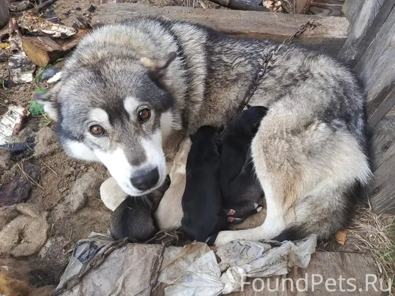 Пропала собака. Кличка Айна. П...