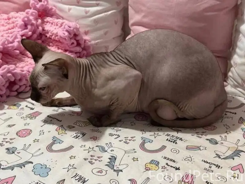 🐾 ПРОПАЛА КОШКА 🐾 Пропала дома...