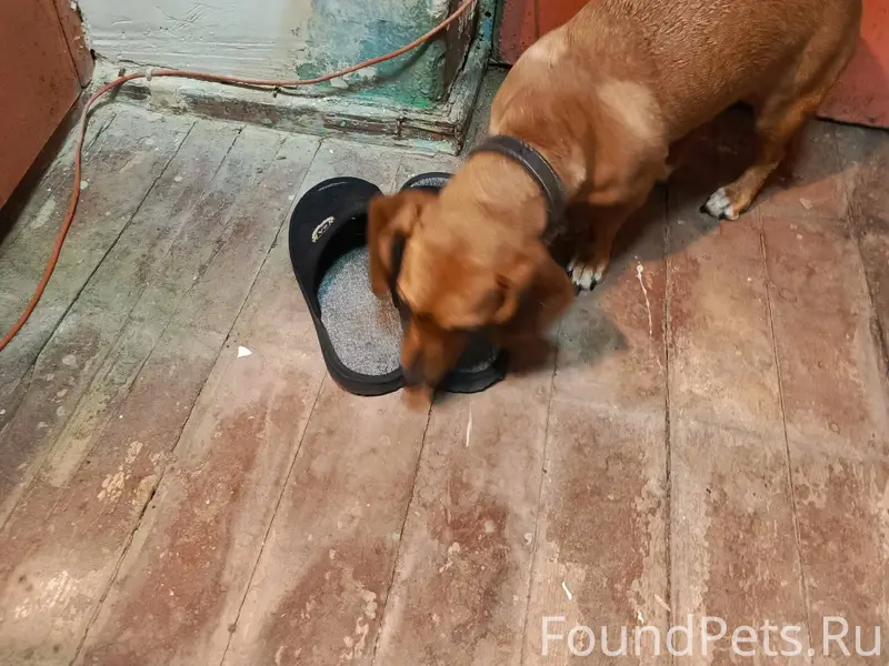 Только что найдена собака. Выс...