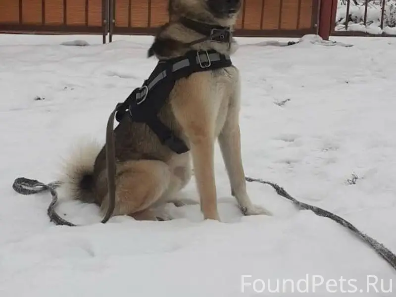 Пропала собака, откликается на...