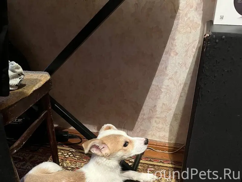 Кашира! Чья потеряшка? Вчера н...