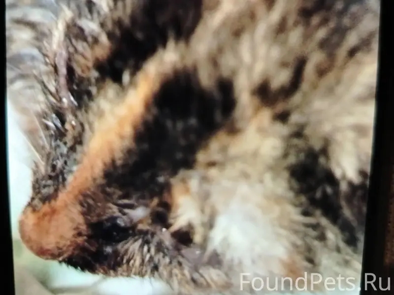 Найден бездомный котёнок трёхц...