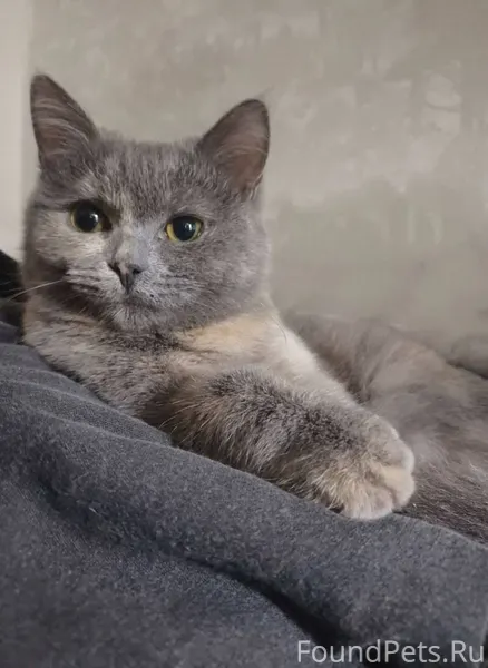 Пропала котенок подросток, дев...