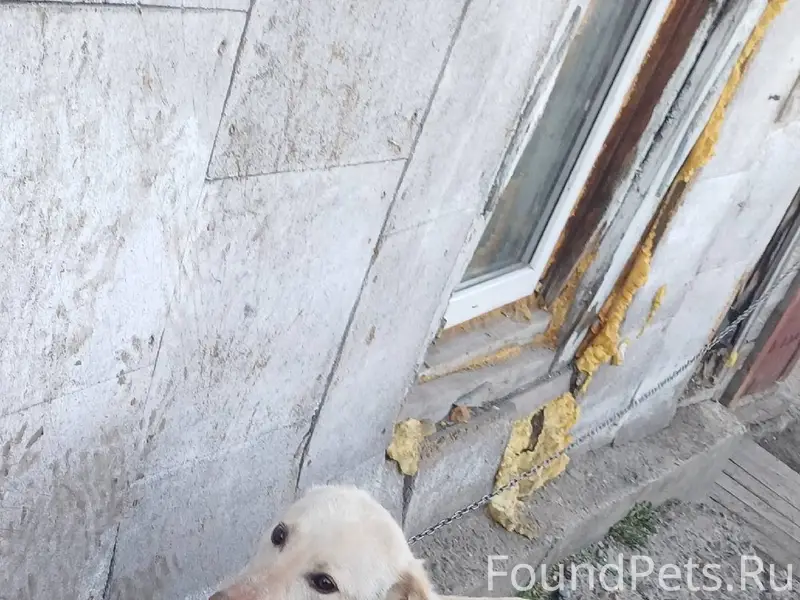 Пропала собака! Пожалуйста, ма...