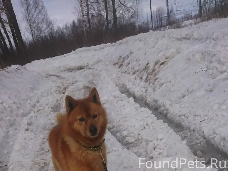 Потерялся пёс, убежал вроде ка...