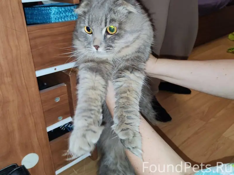 Крупный молодой серый кот