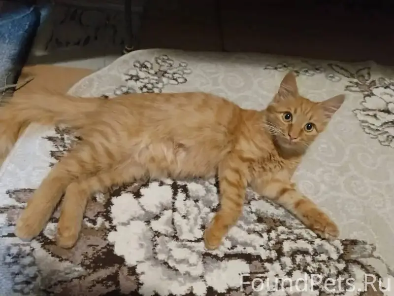 Пропал котёнок-подросток, окра...