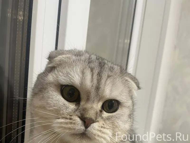 Пропал кот.В районе улиц Гагар...