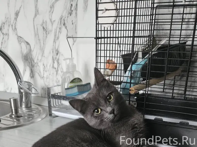 Пропала молодая кошка, зовут Д...