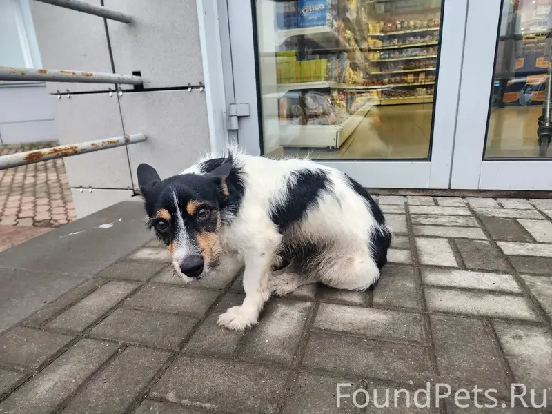 Найдена собака! Срочно ищем хо...