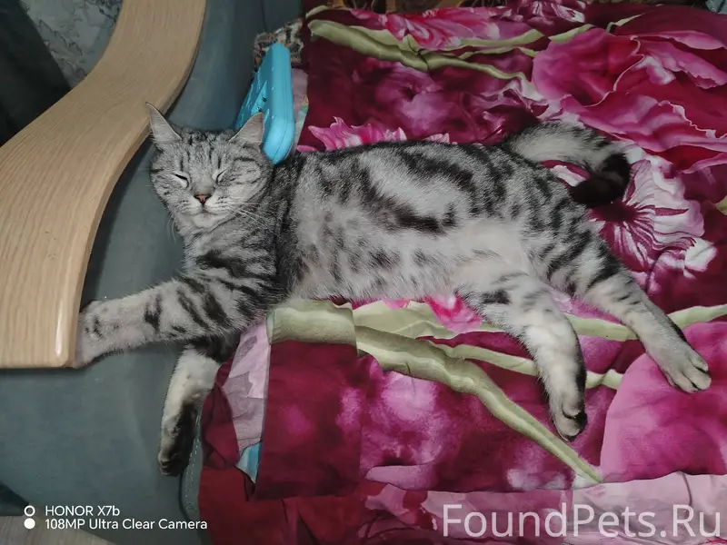 Пропал кот в районе церкви, мо...