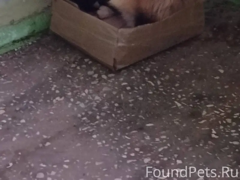 Чья потеряшка? Кот домашний, п...