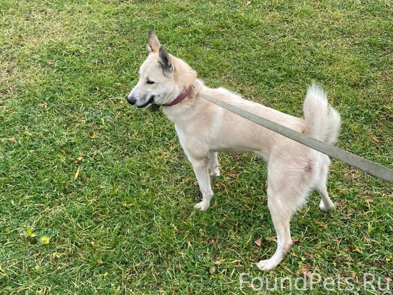 Потерялась собака в районе с. ...