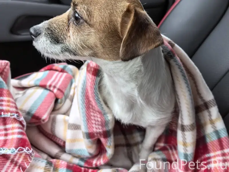 Нашелся пес, в районе метро Бе...