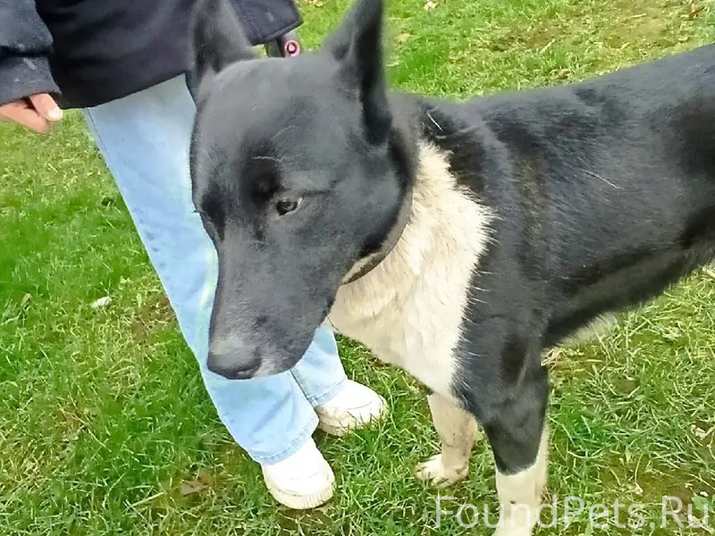 Найден пёс в районе Безыменско...