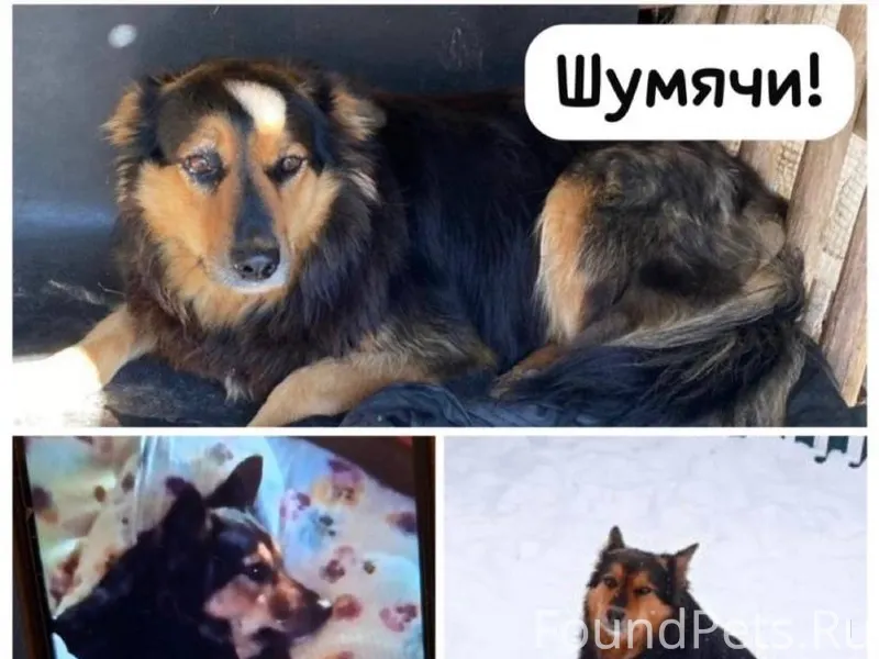 Пропала собака! Девочка. п. Шу...