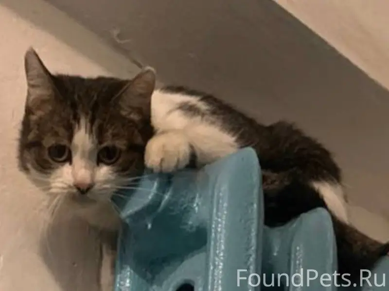 ⚡❗Чья потеряшка?❗⚡ Найден кот ...