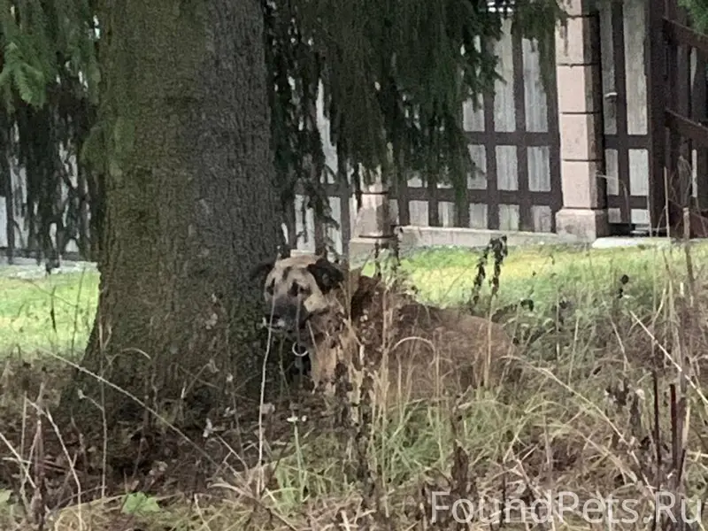 В д Чудиново появилась собака,...