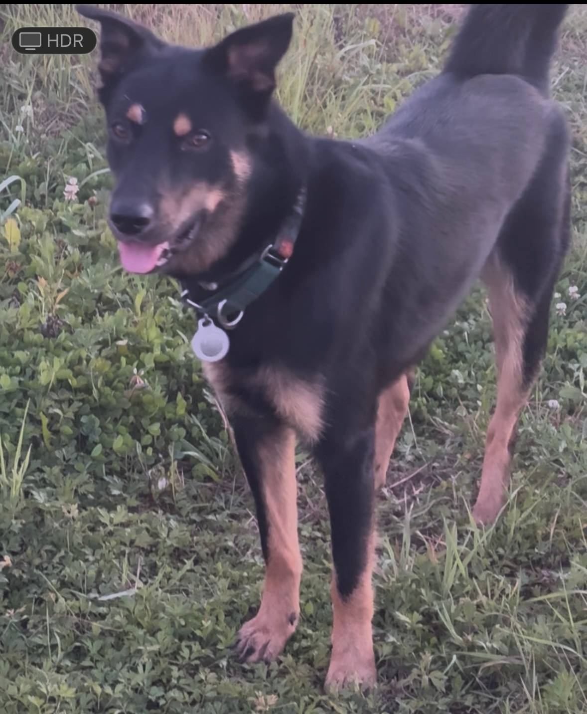 🆘ПРОПАЛА СОБАКА ПРОДОЛЖАЕМ ПОИ...