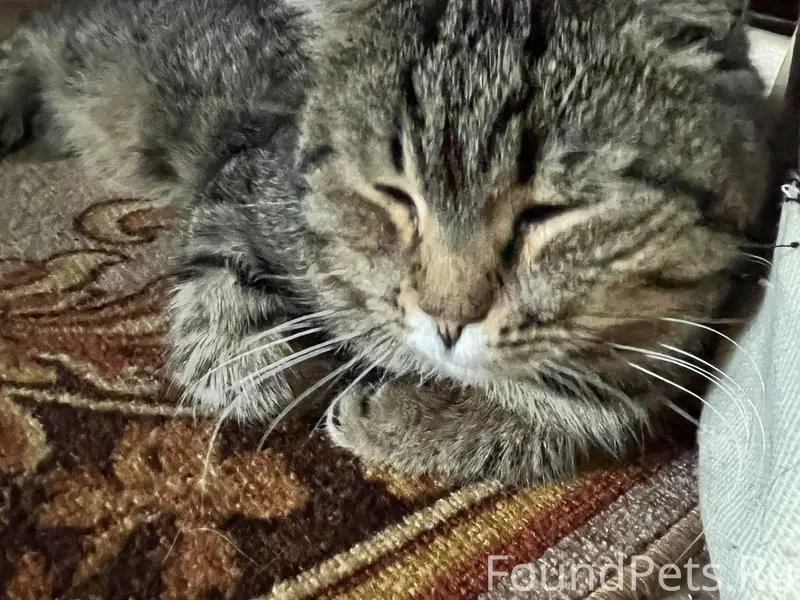 ‼️‼️‼️ПРОПАЛ КОТ‼️‼️‼️ Кота зо...