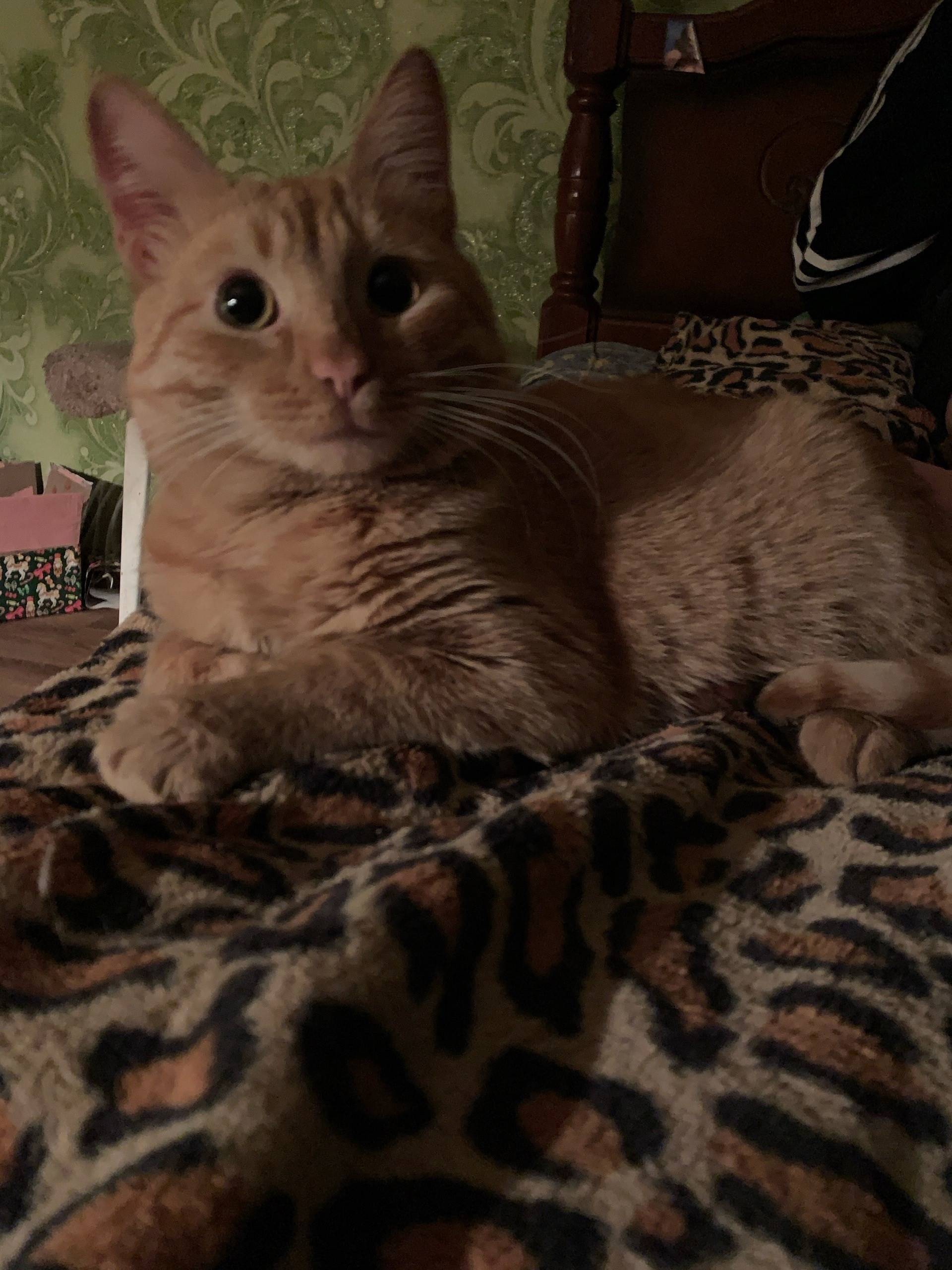 Помогите найти кота. нету со в...