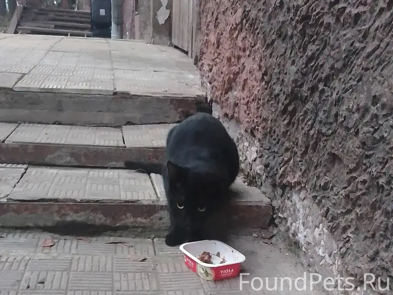 Найдены 2 кота! Подкинули или ...