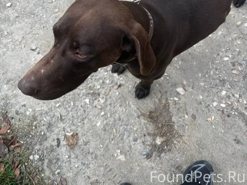 Кто потерял собаку? Отзовитесь...