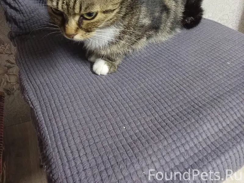 Пропала кошка ЛАПА. Ушла вечер...