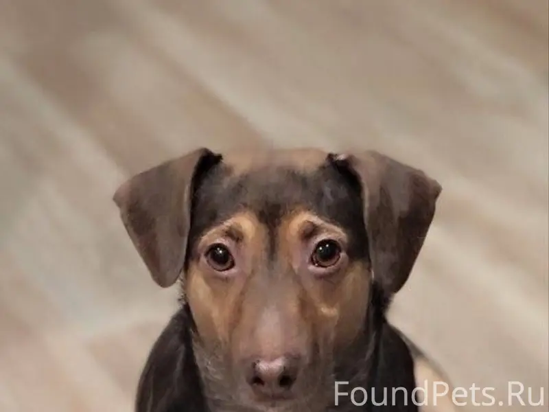 Пропала собака в районе нового...