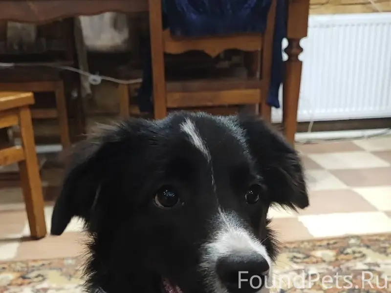 Помогите найти собаку потеряла...