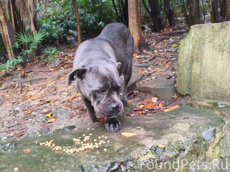 Найдена собака Канэ корсо дево...