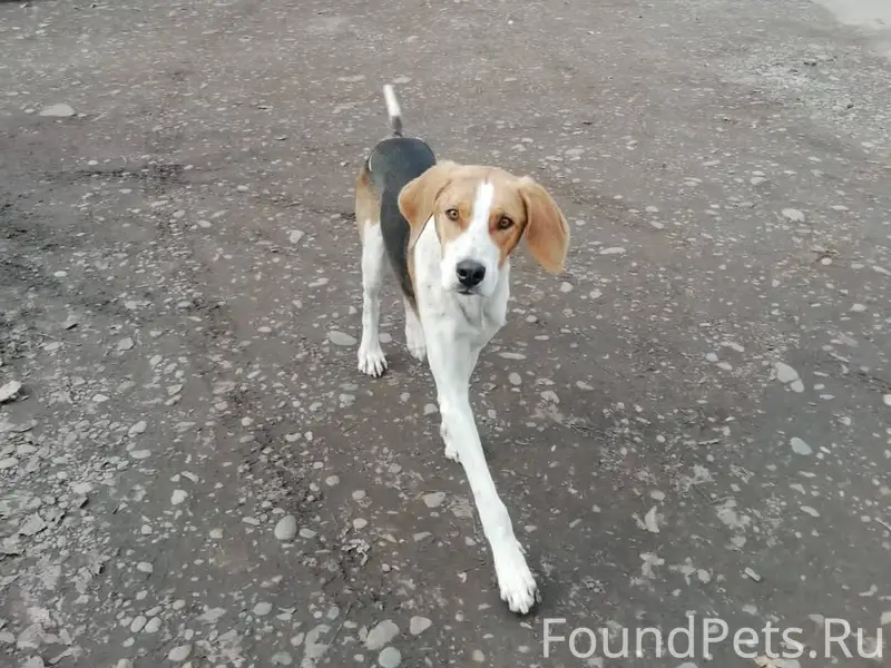 Найдена собака, бегает уже бол...