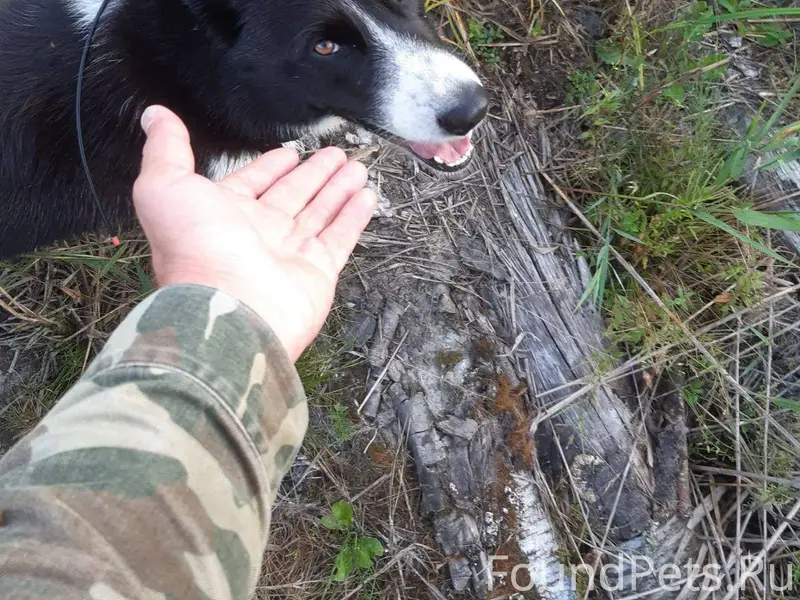 Соратники,помогите с поиском! ...