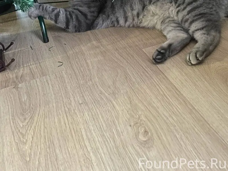 Ищем любимого кота!!! Взрослый...