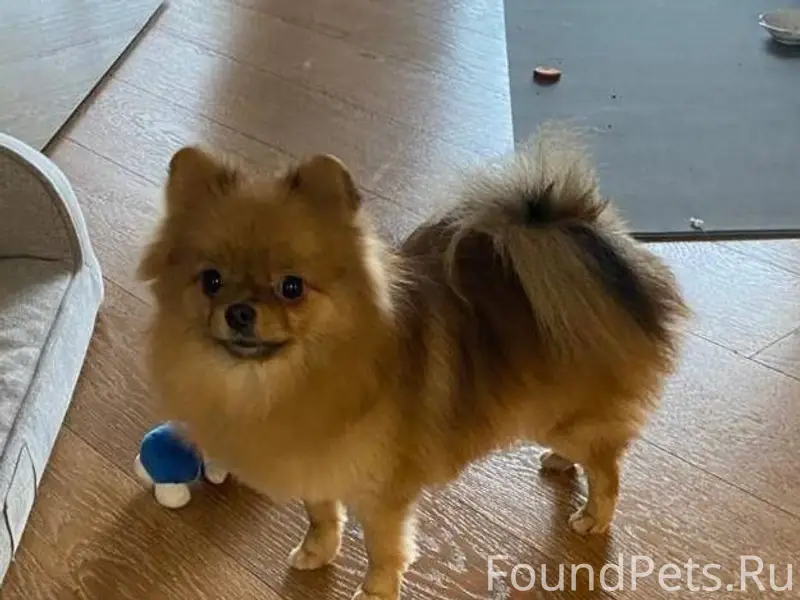 Во дворе ЖК Да Винчи найдена.....