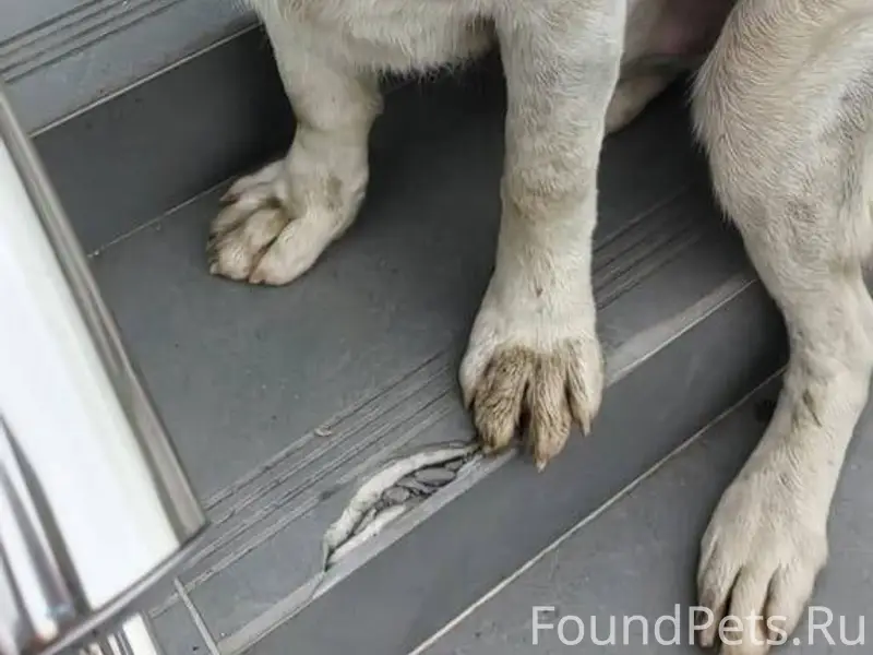 Найдена собака. Около Ерёмино....