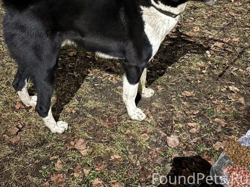 Потерялась собака, бегает по у...