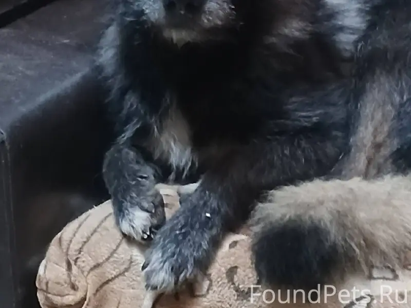 Потерялась собака. Зовут Кесси...