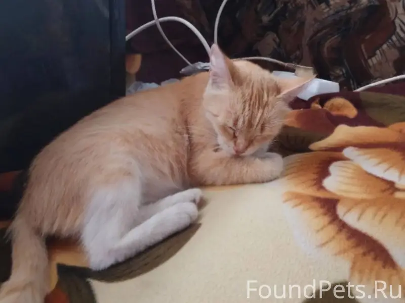 Пропала Кошка рыжая с белыми л...