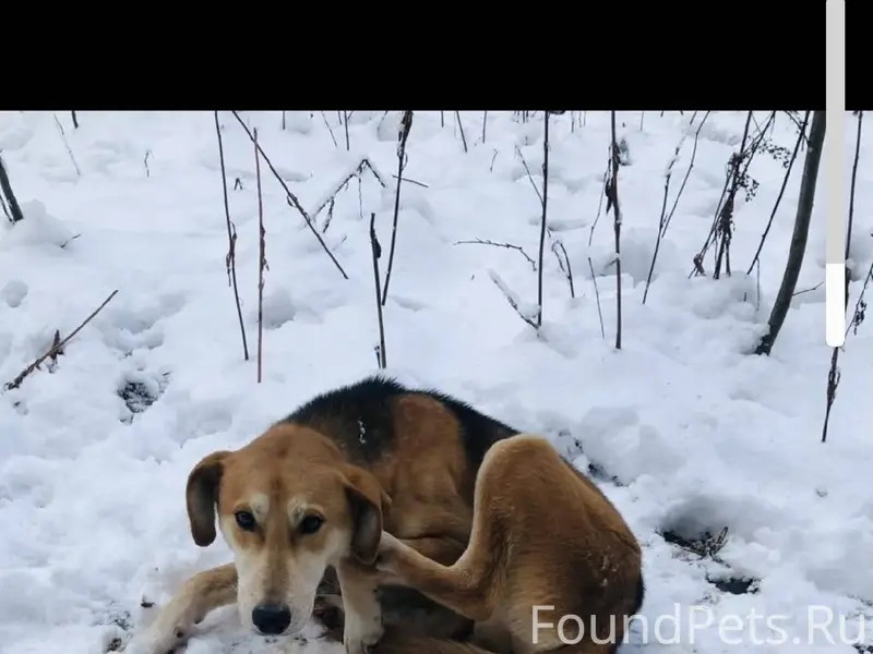 Пропала собака, если вдруг кто...