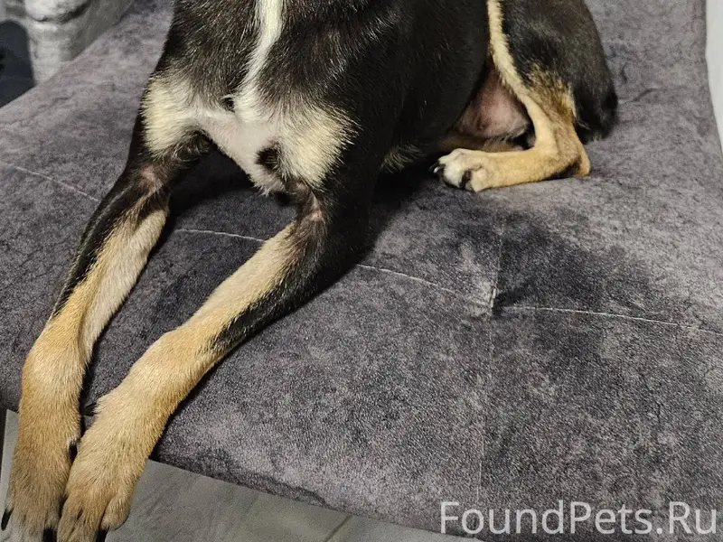 Ставрополь Найдена собака ‼️ра...