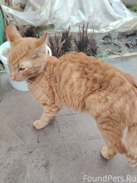 Найден кот-подросток, очень ис...