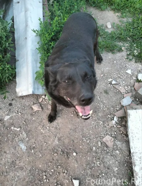 Пропала собака по кличке Рада,...