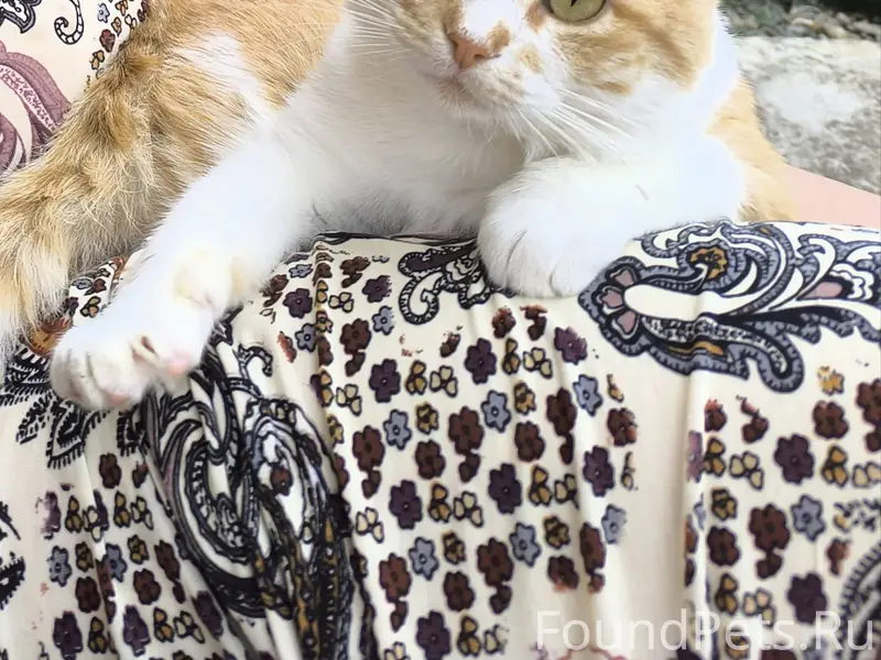 Пропал котик в Ханской