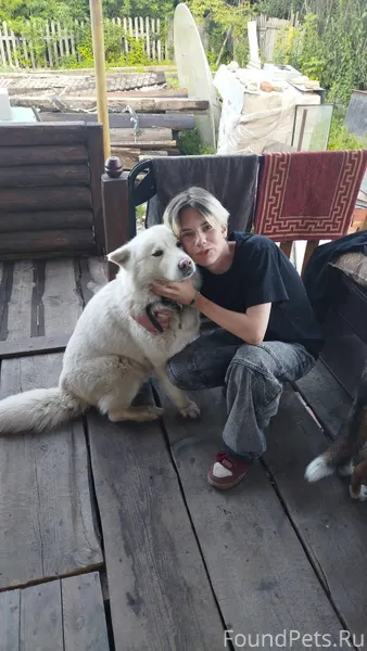 Пропала собака район 4 участка...