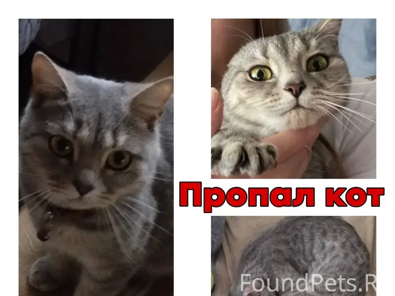 ПРОПАЛ КОТ‼️ Починки, ул. М.Се...